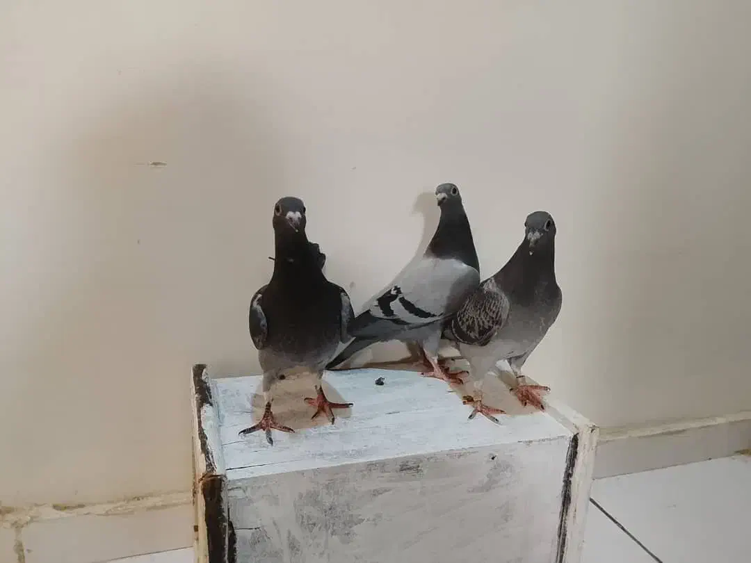 جوجه کبوتر مسافتی ( پلاکی)|پرنده|رباطکریم, رباطکریم|دیوار