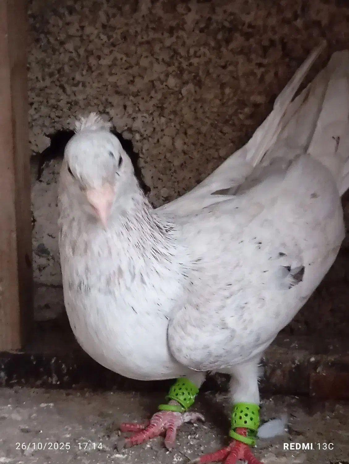 کبوتر سرور|پرنده|آستانه اشرفیه, |دیوار