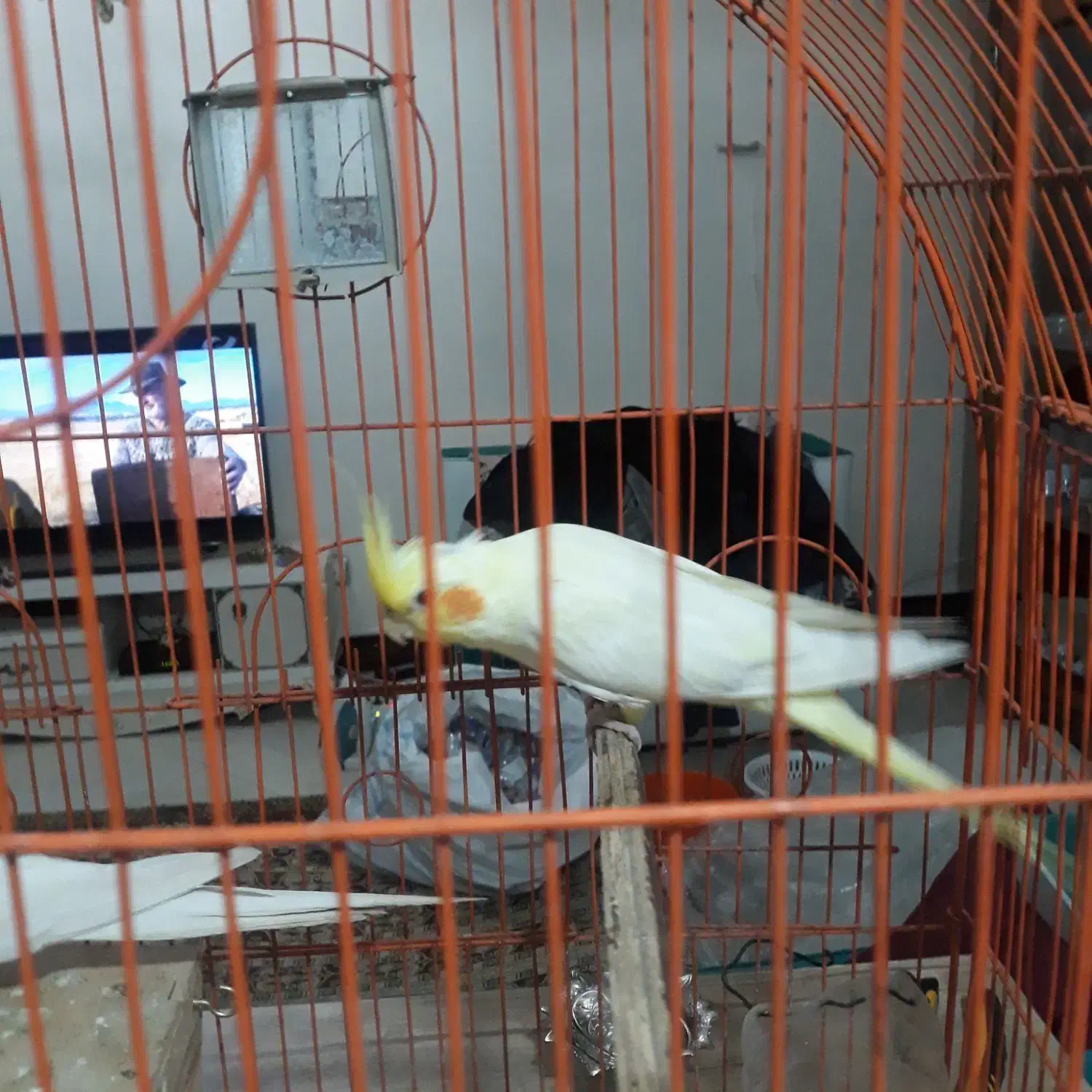 یک جفت طوطی عروس لوتینو مولد|پرنده|کرج, شهرک خاتم النبیا|دیوار