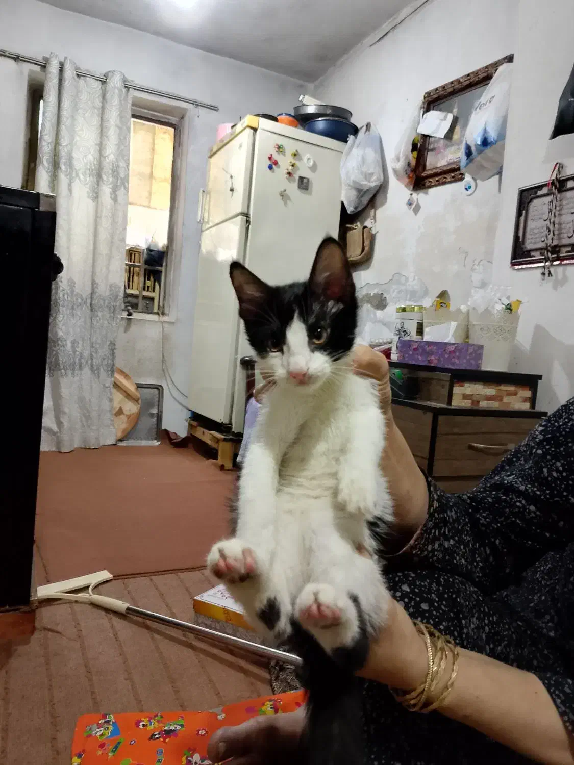 گربه خانگی|گربه|گنبد کاووس, |دیوار