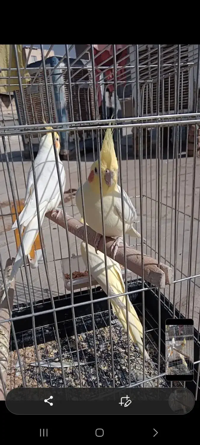 عروس هلندی|پرنده|محمدشهر, محمدشهر|دیوار