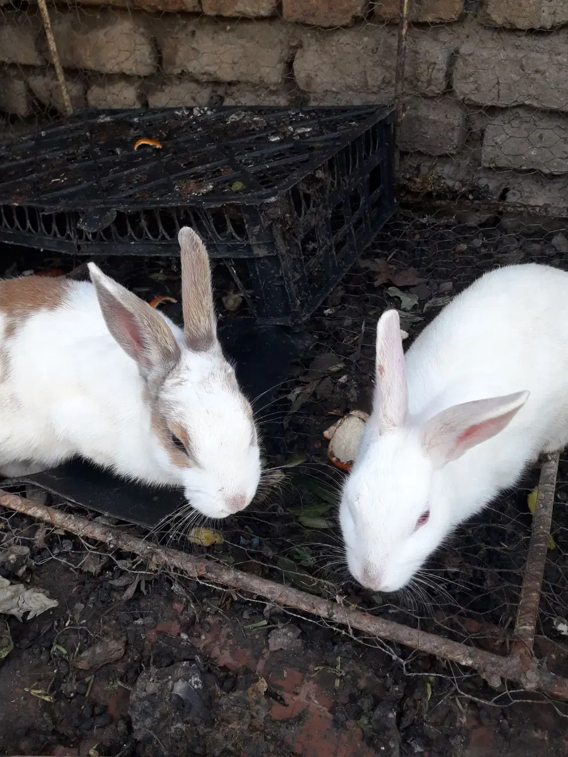 خرگوش|موش و خرگوش|مینودشت, |دیوار