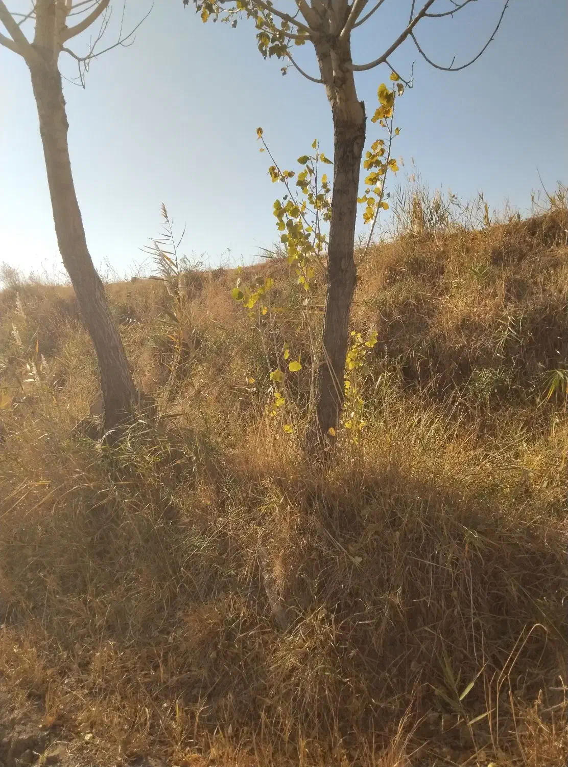 درخت چنار|گل و گیاه طبیعی|دیواندره, |دیوار