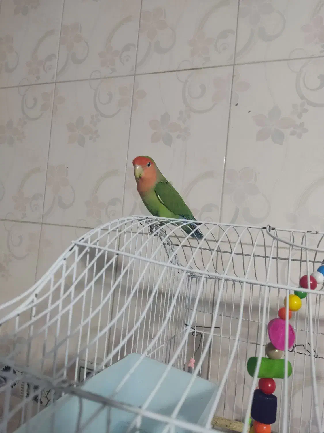 طوطی برزیلی سخنگو|پرنده|سنندج, |دیوار