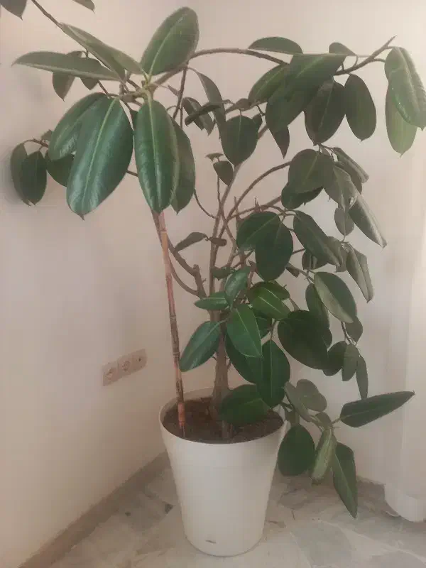 درخچه|گل و گیاه طبیعی|کرج, برغان|دیوار