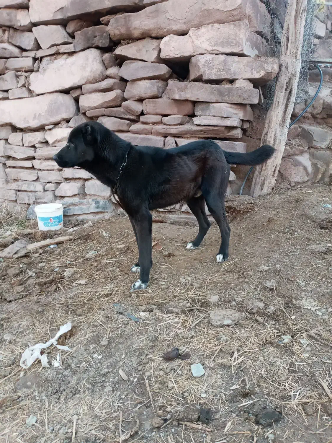 سگ نگهبان|سگ|چناران, |دیوار