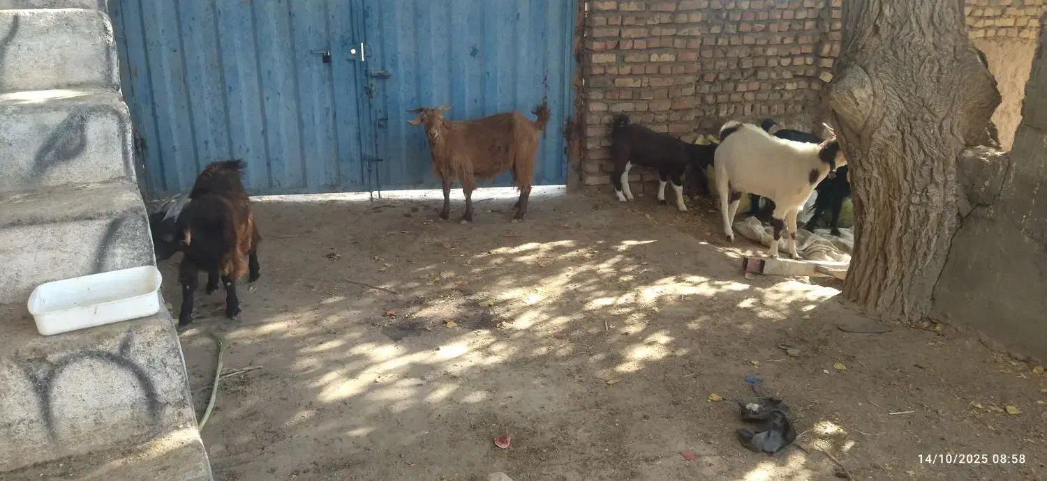 2عدد بز وبزغاله|حیوانات مزرعه|کاشمر, |دیوار