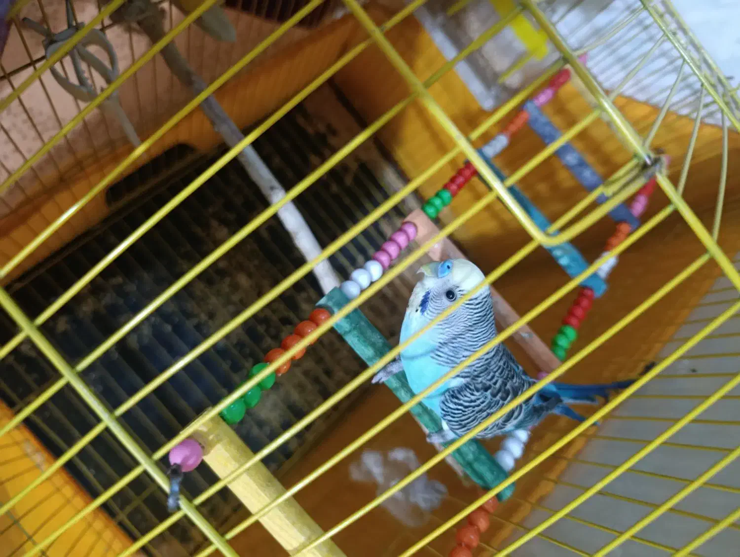 مرغ عشق سر حال|پرنده|آبدانان, |دیوار