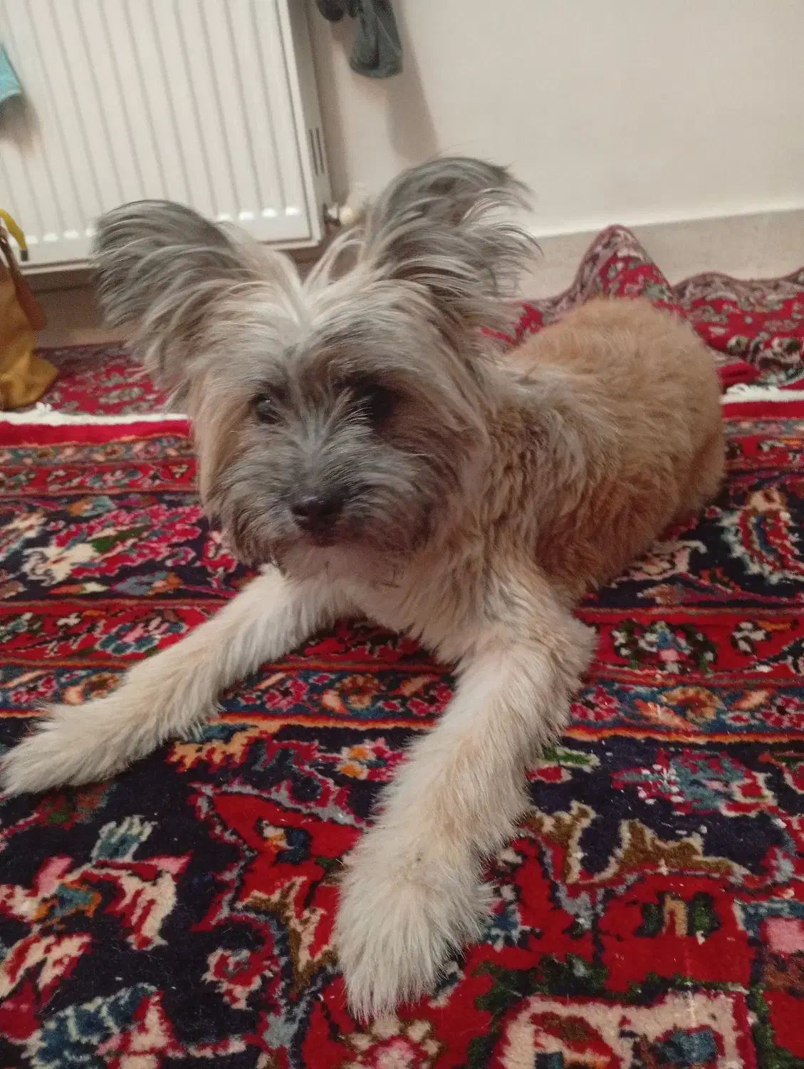 سگ تریر|سگ|کاشان, یزد‌آباد|دیوار