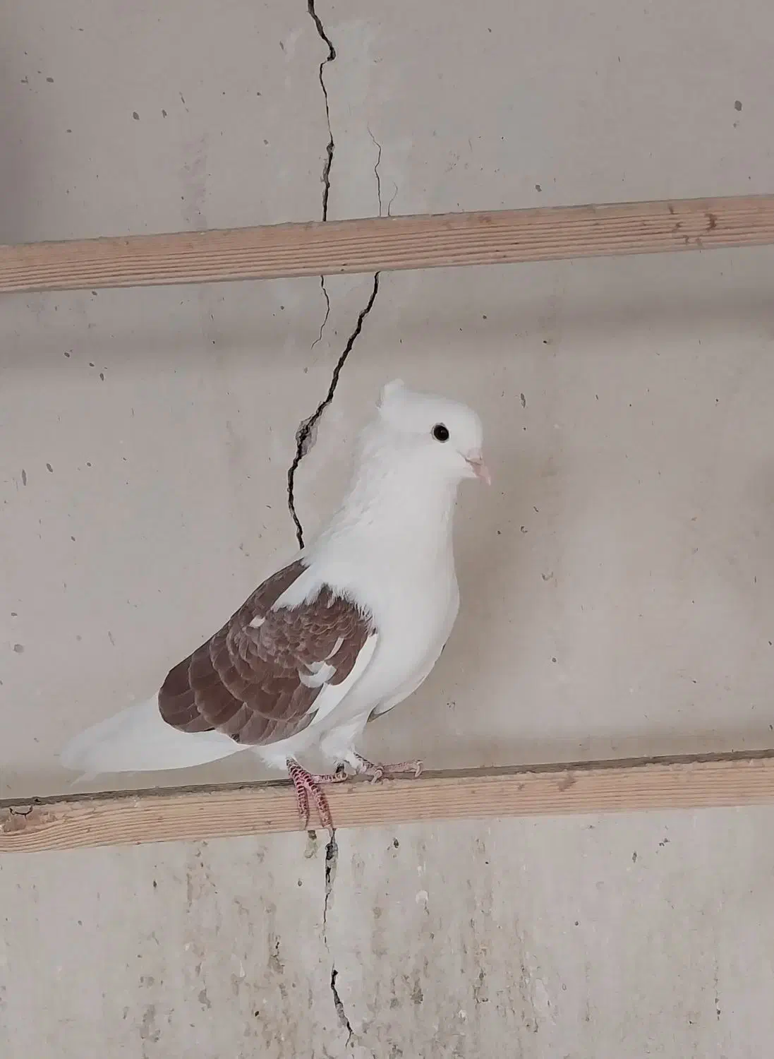 14 کفتر زیبا و پرشی|پرنده|آفتاب, |دیوار