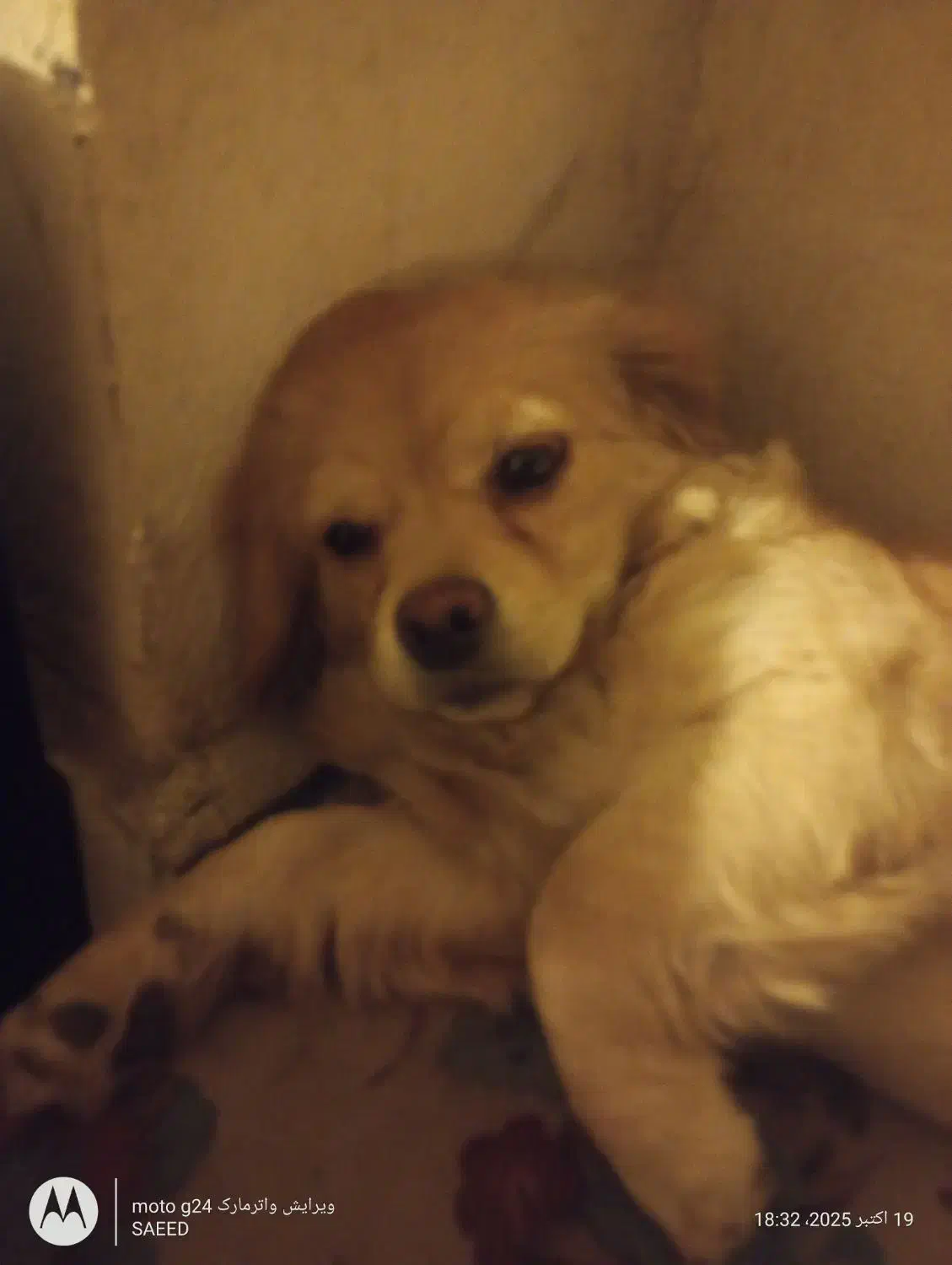 سگ مهربونم و باهوش|سگ|اسلامشهر, شهرک مفیدی|دیوار