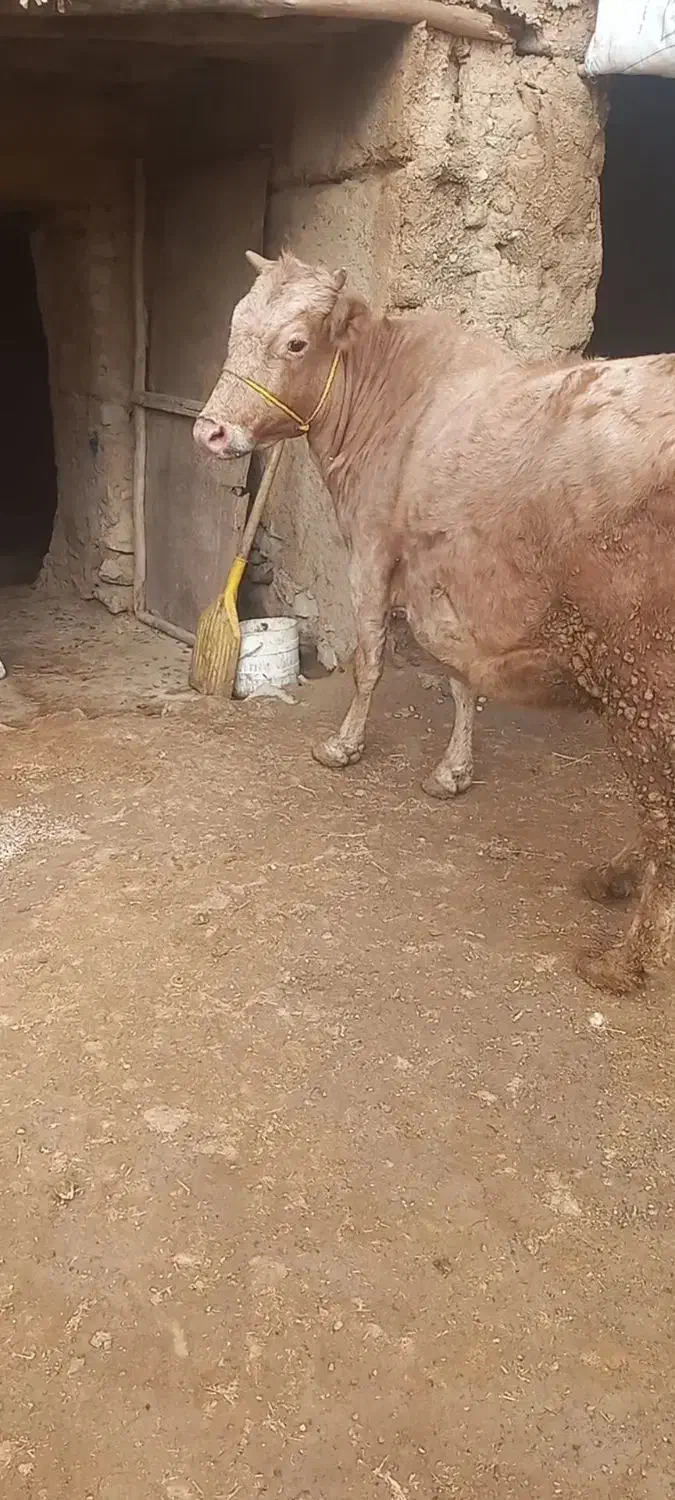 گاو وگوساله|حیوانات مزرعه|قیدار, |دیوار