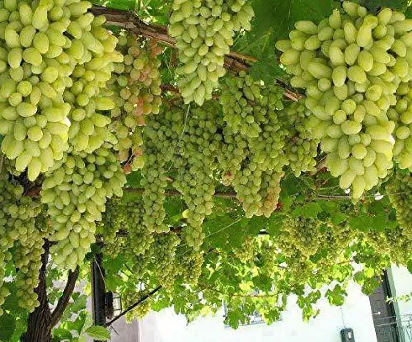 تمام ارقام نهال انگوربا ضمانت کتبی ده ساله|خدمات باغبانی و درختکاری|ایلام, |دیوار