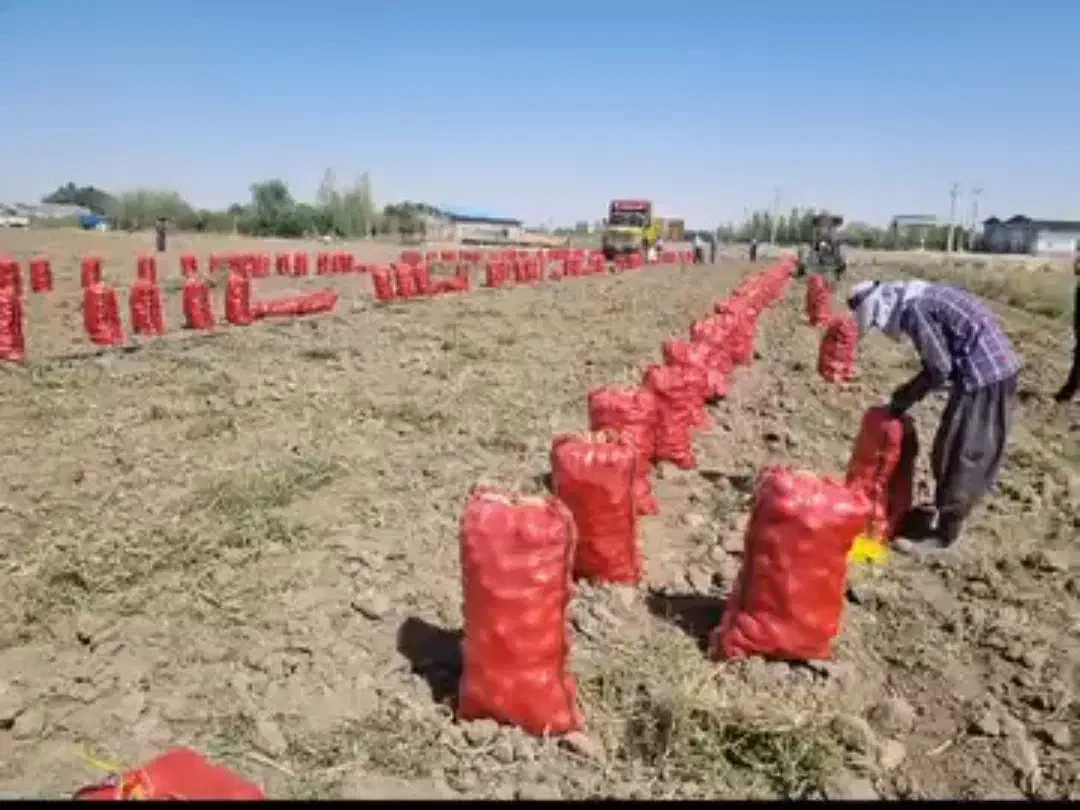 سیب زمینی همدان لوکس لوکس|عمده‌فروشی|شیراز, کیان آباد|دیوار