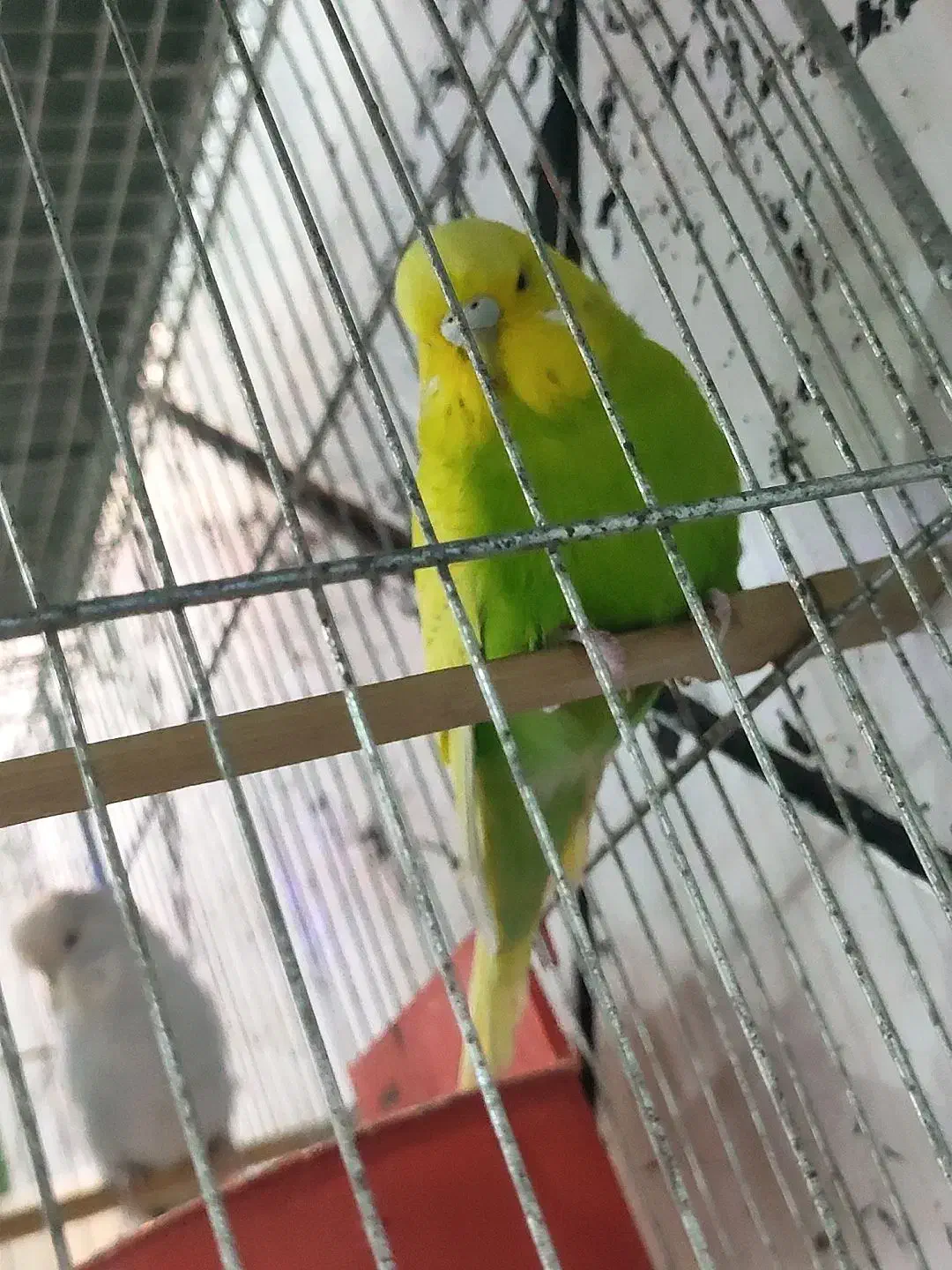 عروس مرغ عشق برزیلی|پرنده|قرچک, شهرک طلائیه|دیوار