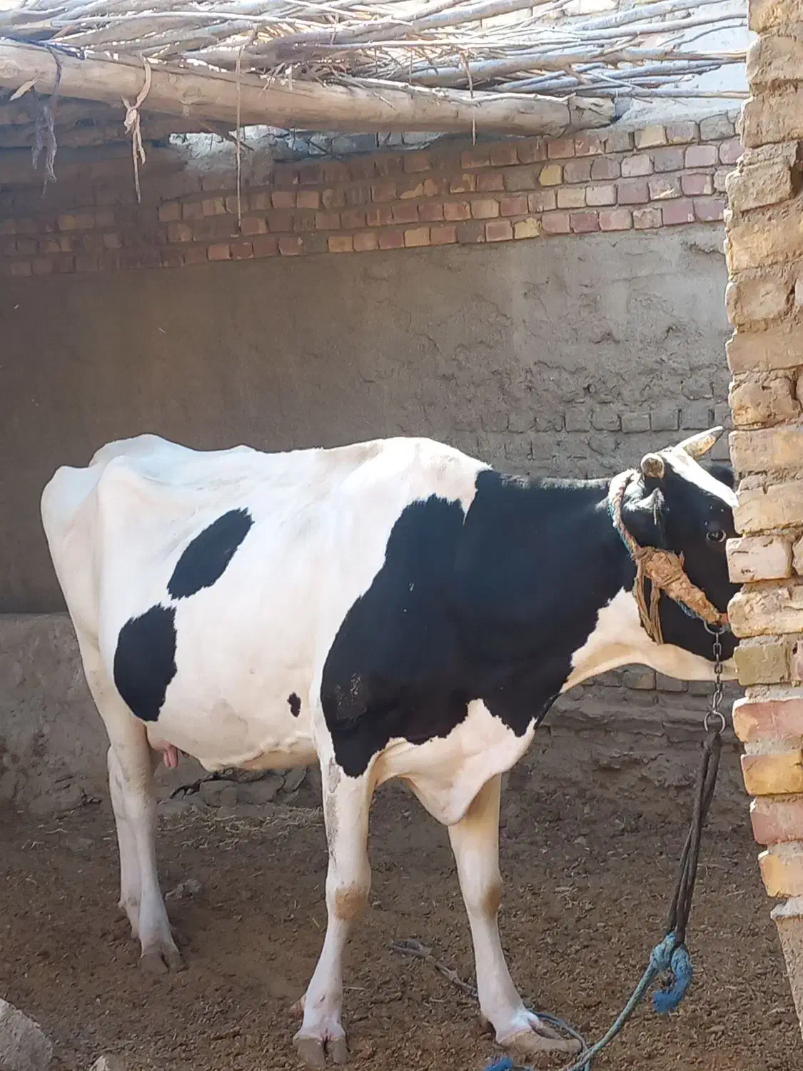 یک گاو|حیوانات مزرعه|پشتکوه (سیستان و بلوچستان), |دیوار