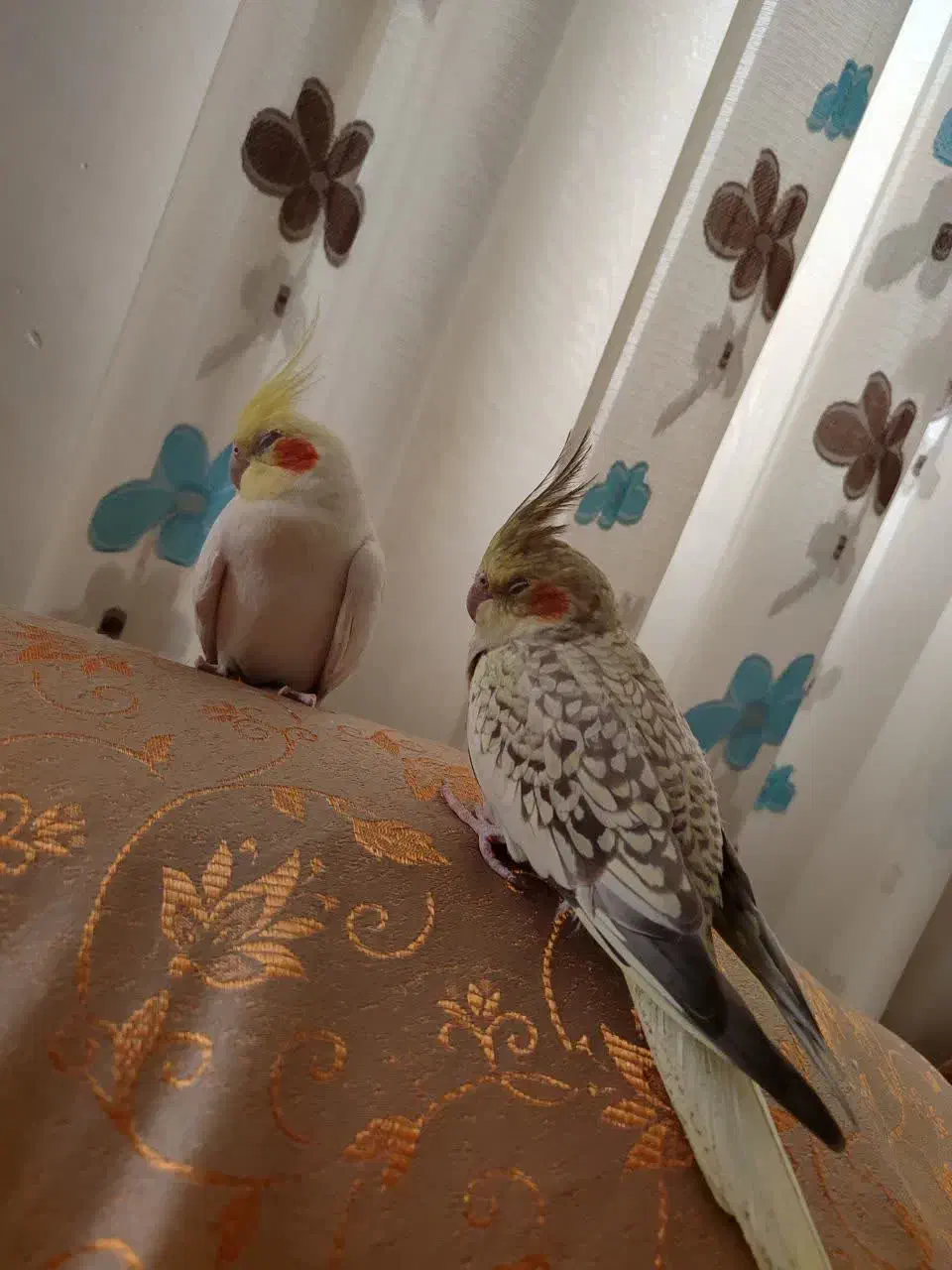 عروس هلندی نر و ماده تخم گذار|پرنده|همدان, |دیوار