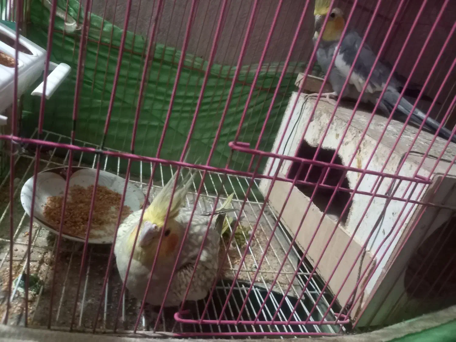 عروس هلندی|پرنده|کردکوی, |دیوار