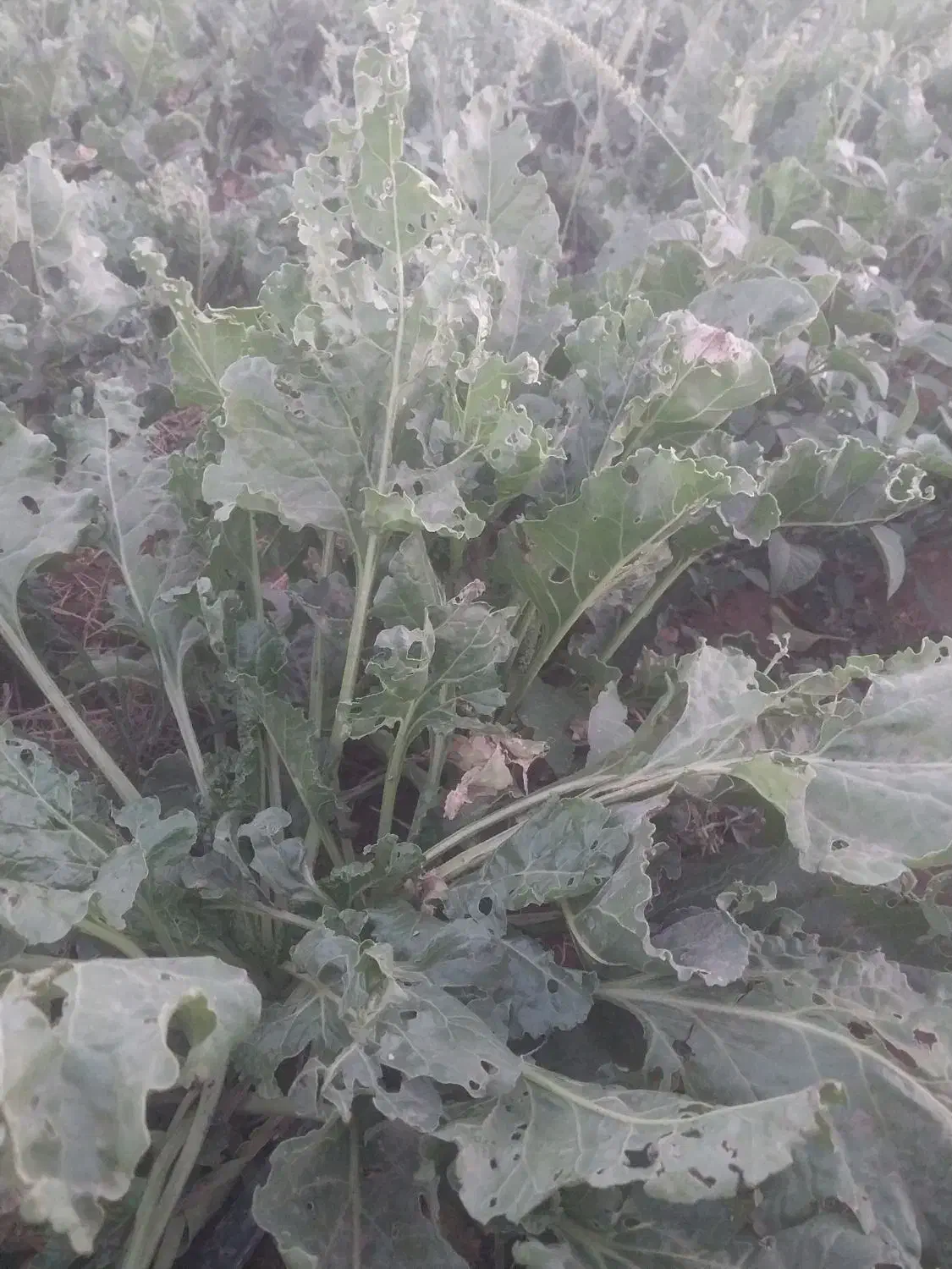 چغندر فروشی|لوازم جانبی حیوانات|سیدآباد, |دیوار