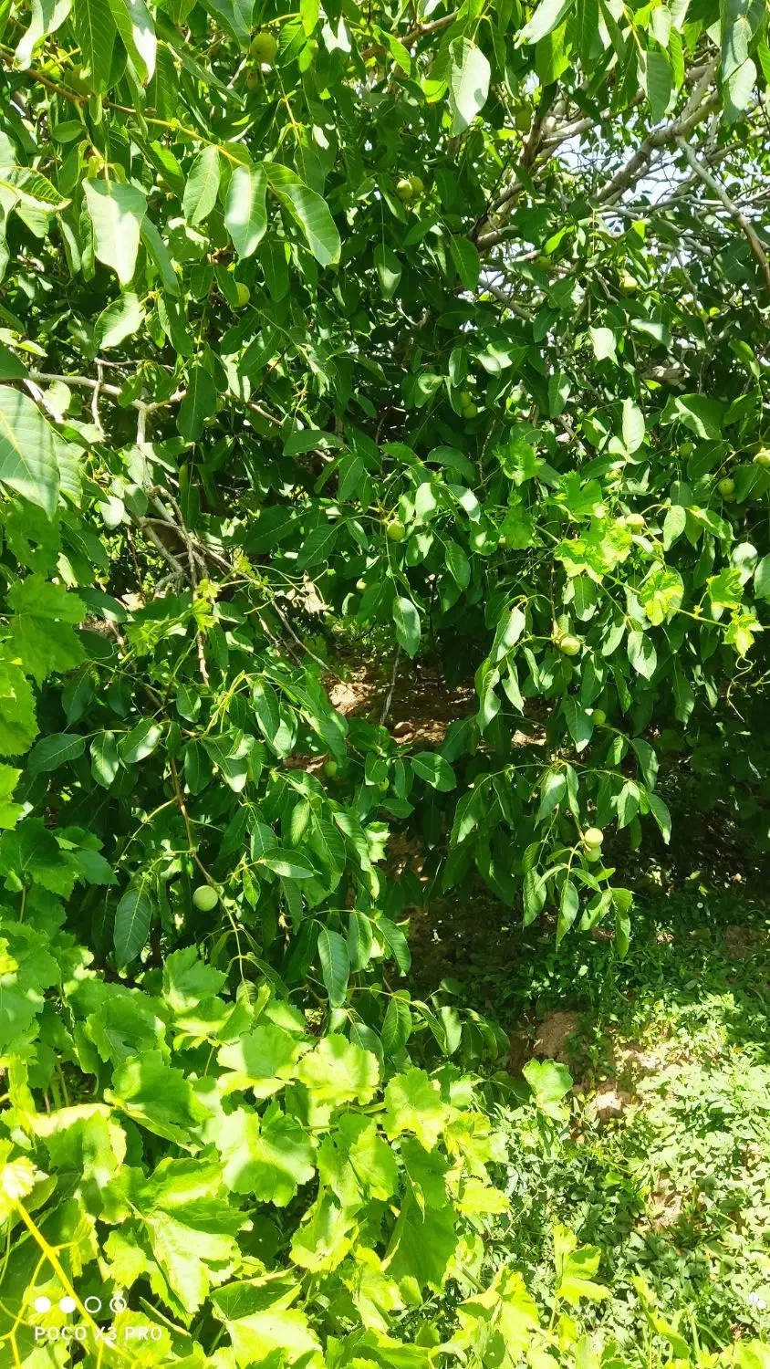 فروش باغ انگور و میوه|فروش دفتر صنعتی، کشاورزی، تجاری|ضیاء آباد, |دیوار