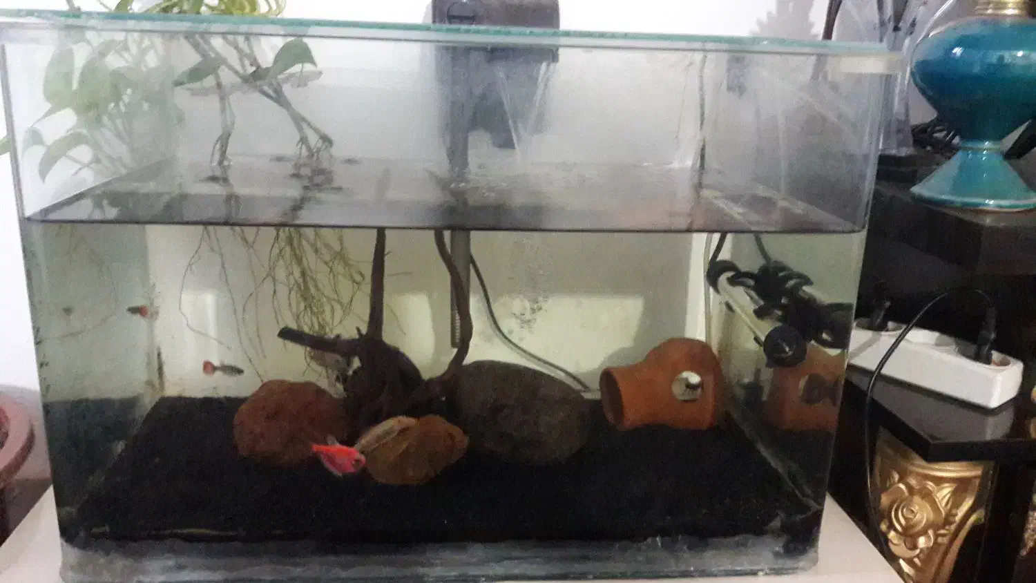 اکواریوم شیشه خم|ماهی|سنندج, |دیوار