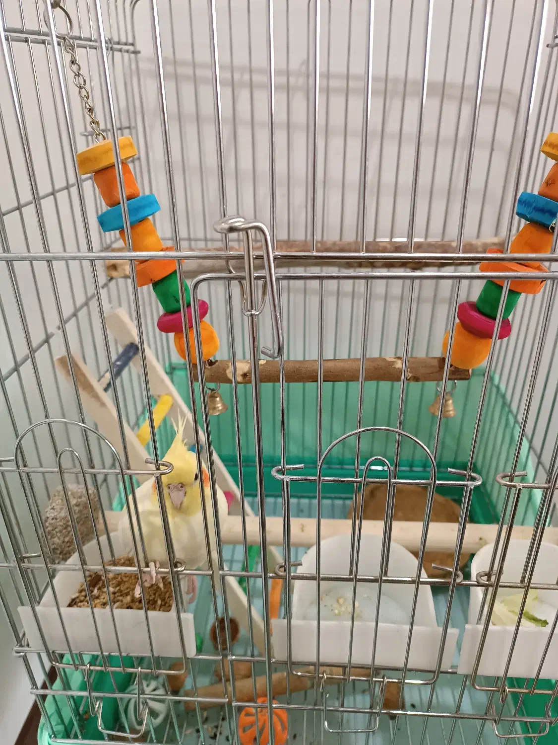 عروس هلندی|پرنده|ری, علایین|دیوار