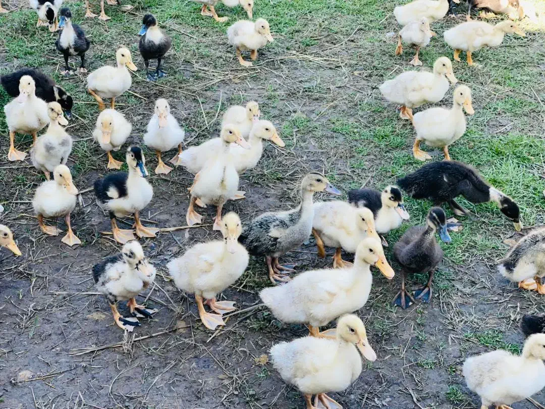 اردک پکنی یک ماهه|حیوانات مزرعه|رشت, حومه رشت|دیوار