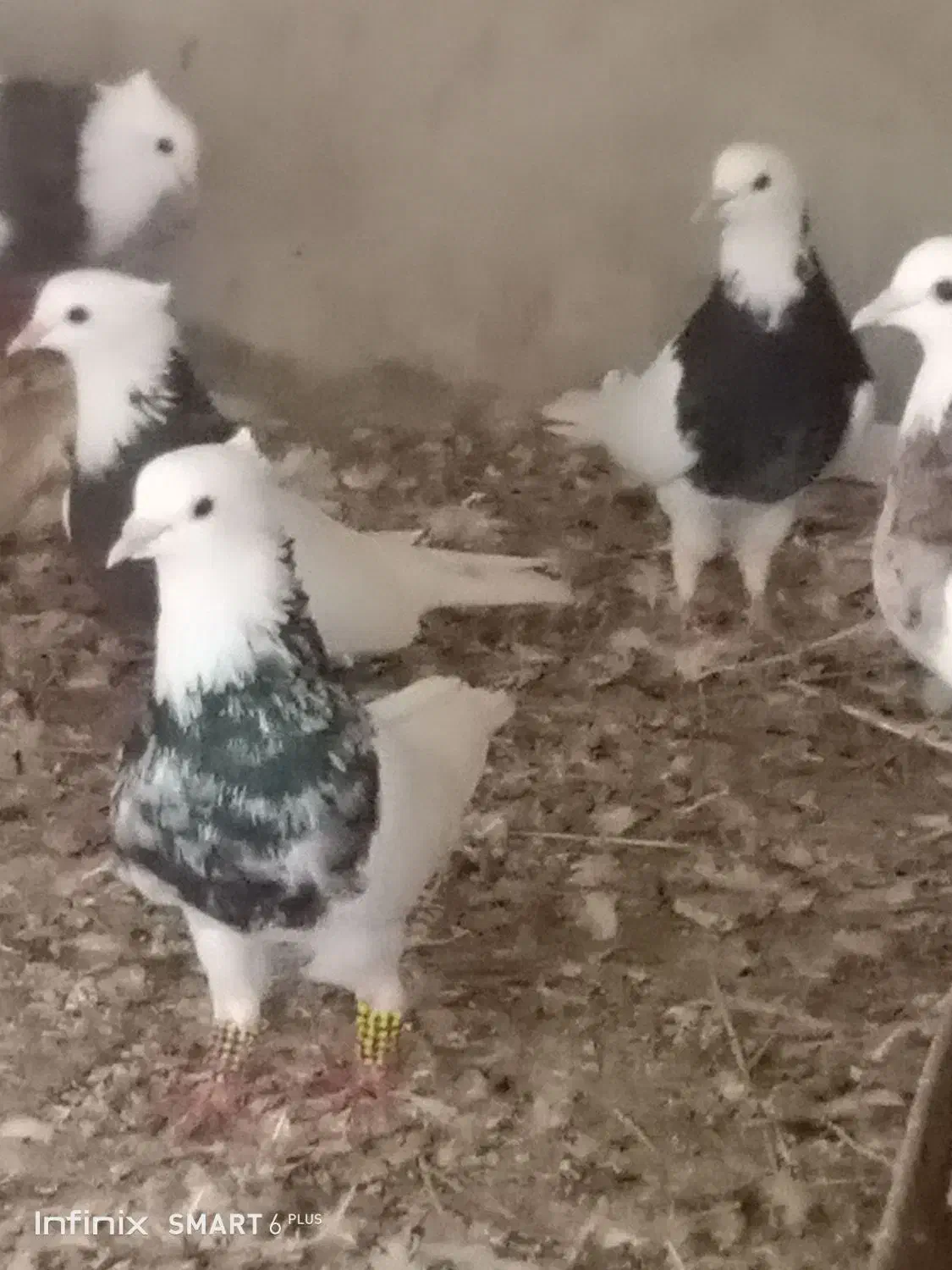 کبوترفروشی|پرنده|چابهار, |دیوار