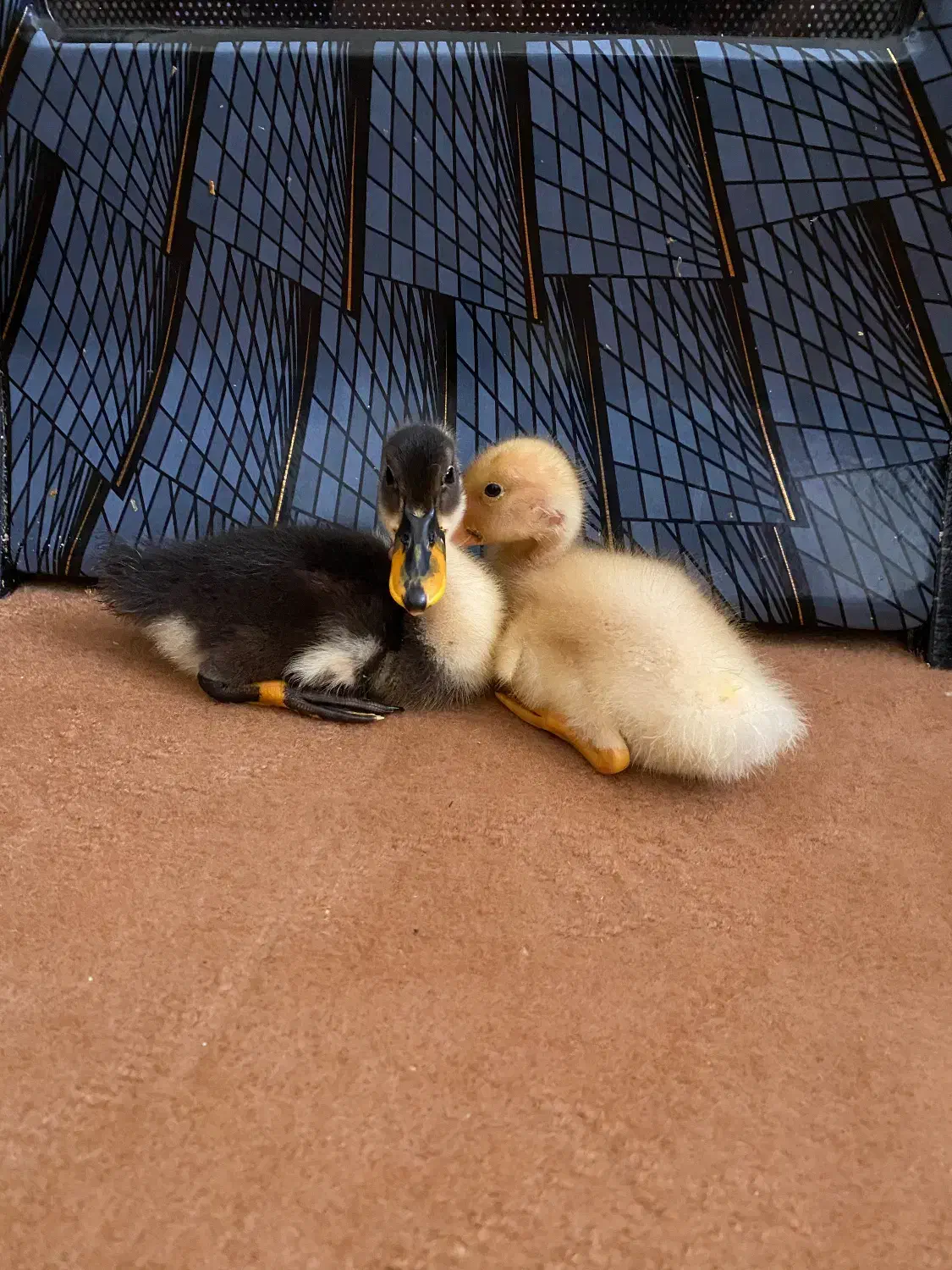 اردک|پرنده|سیرجان, |دیوار