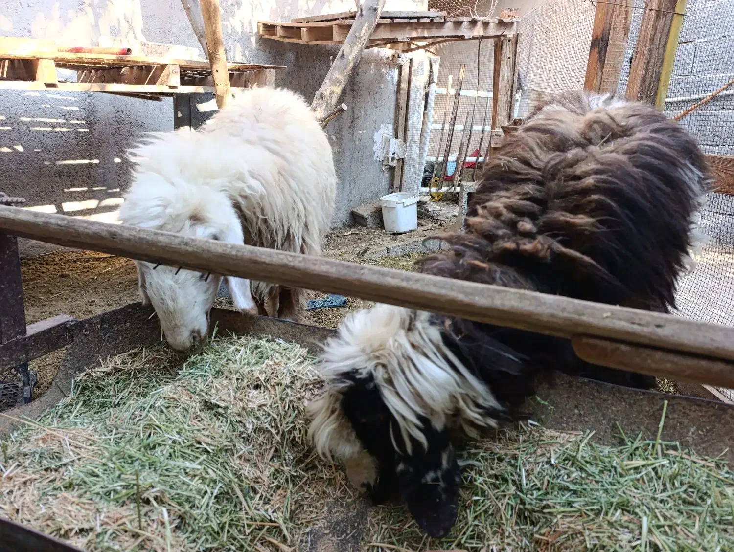 فروش دو عدد شیشک|حیوانات مزرعه|ریز, |دیوار