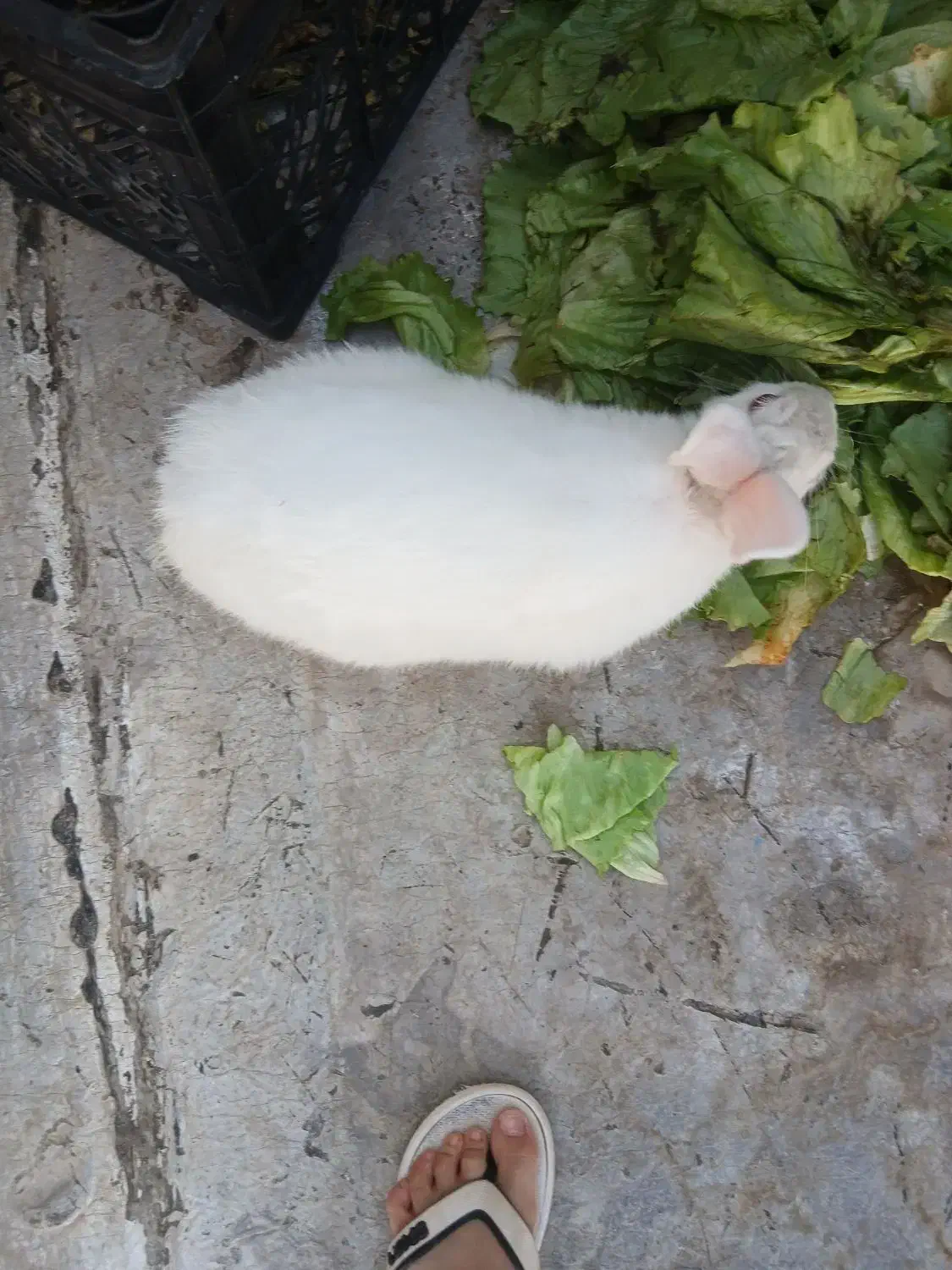 خرگوش سفید چشم تیله ای|موش و خرگوش|شاهین‌شهر, برخوار غرب|دیوار