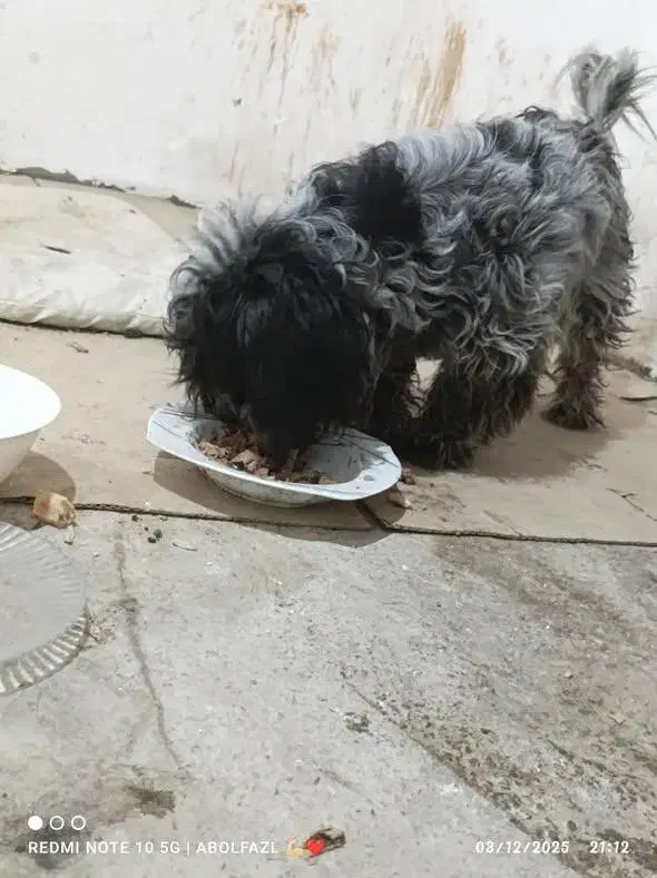 دو عدد  سگ شیتزو مادر و پسر همزمان واگذار میشود|سگ|مینودشت, |دیوار