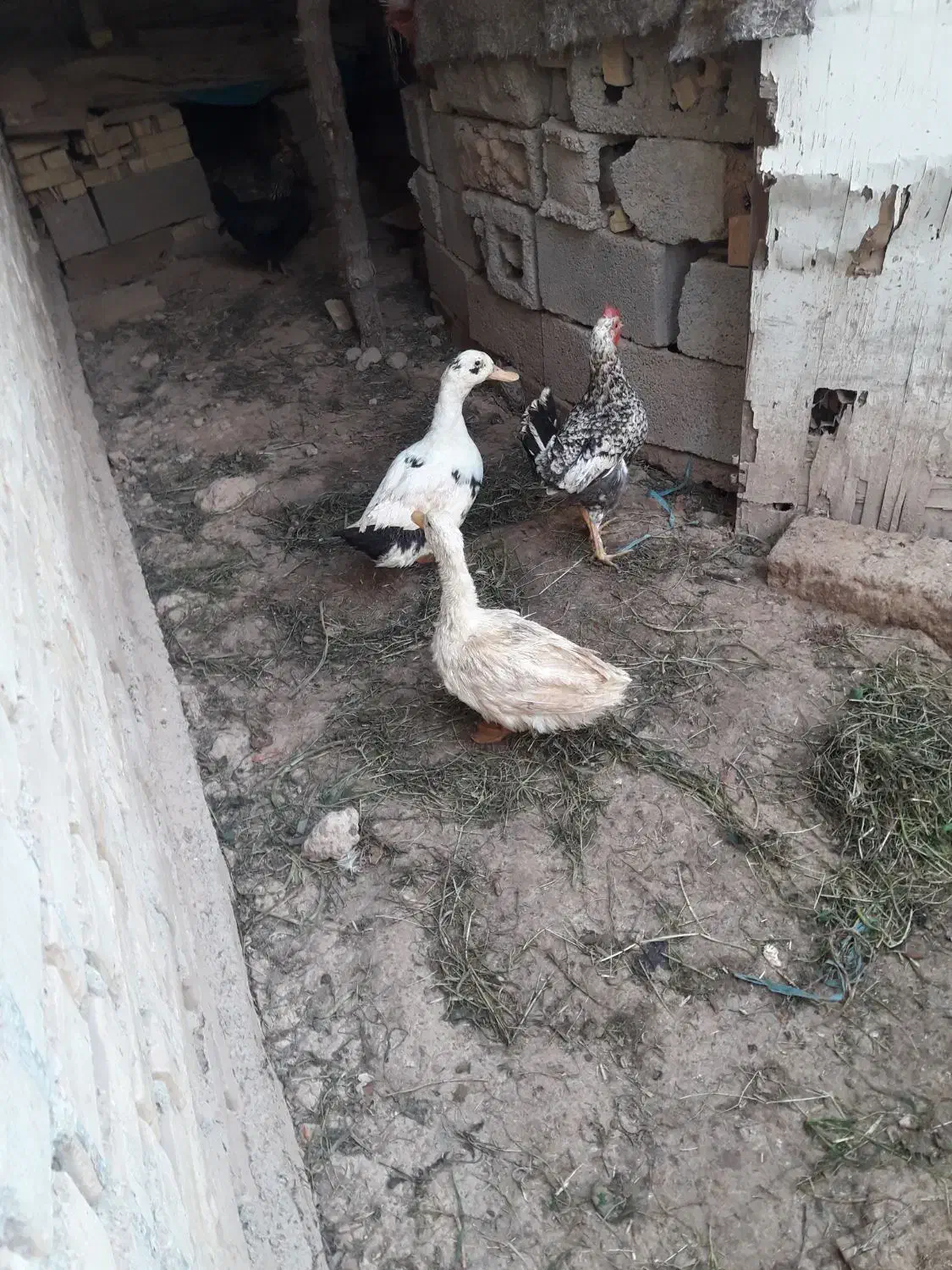 اردک|حیوانات مزرعه|امیدیه, |دیوار