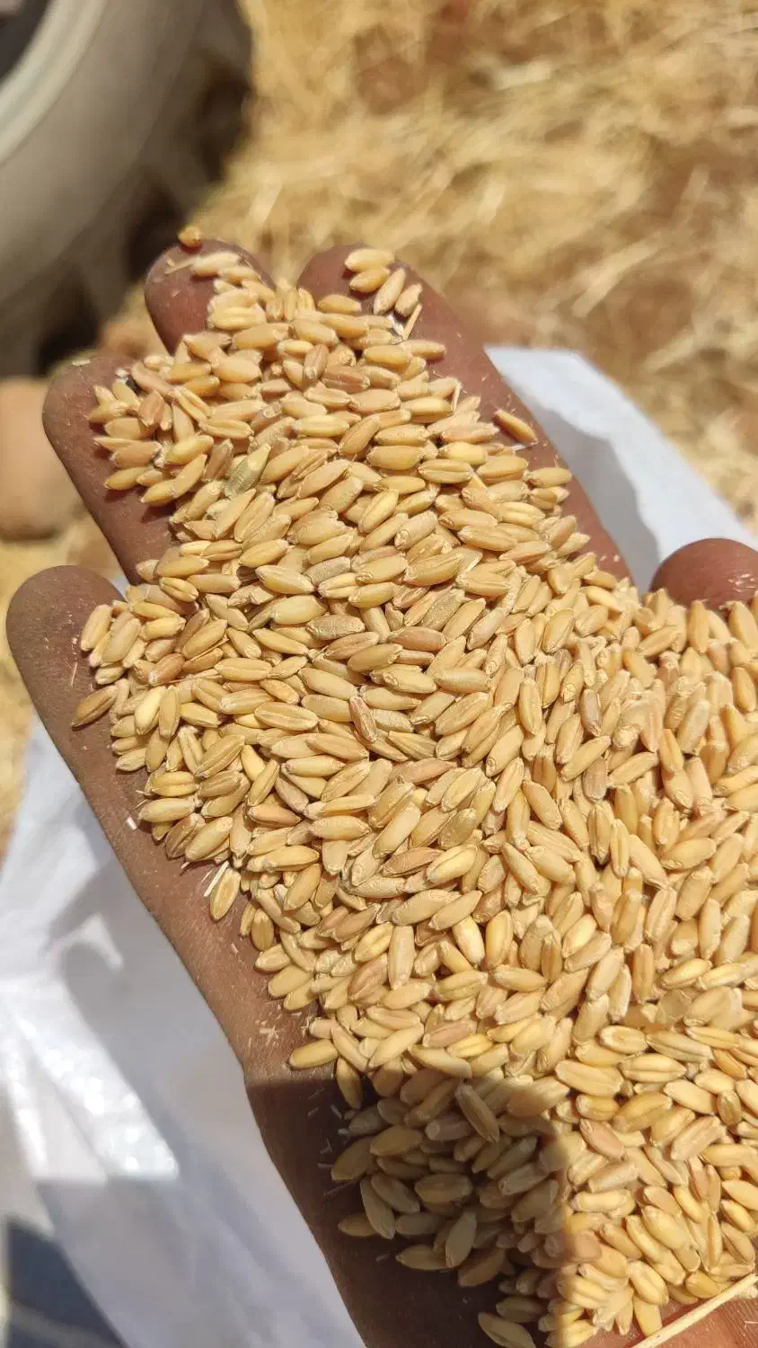 گندم بج و جو|عمدهفروشی|سپیدان, |دیوار