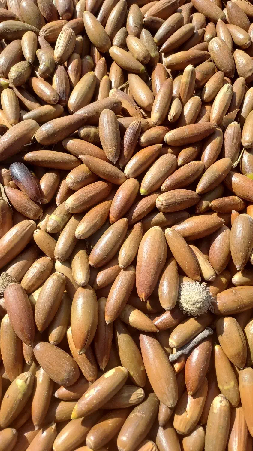 فروش بلوط درجه یک|حیوانات مزرعه|همایجان, |دیوار