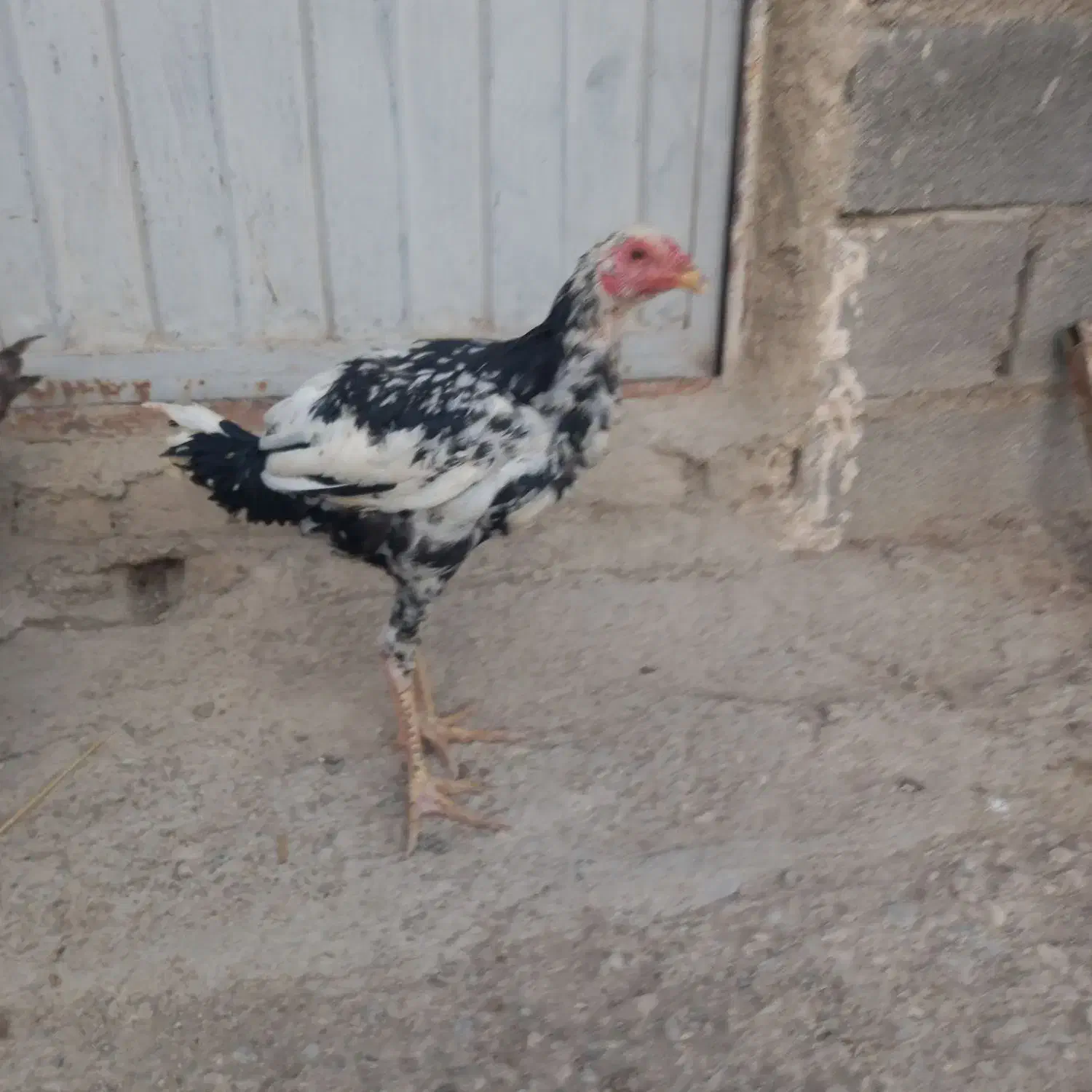 خروس لاری مرغ لاری مرغ وخروس دورگه|حیوانات مزرعه|دشت ذهاب, |دیوار