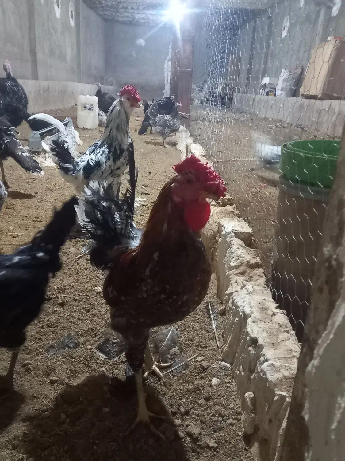 تعدادی مرغ خروس بوقلمون|حیوانات مزرعه|قزوین, |دیوار