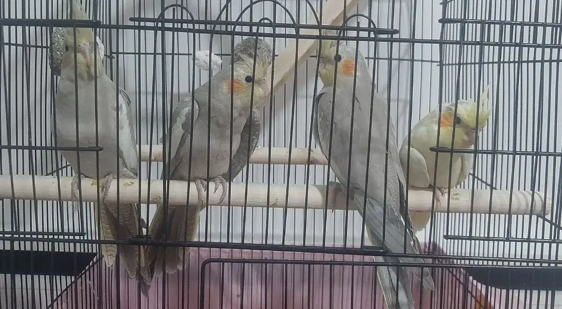 پرنده|پرنده|تاکستان, |دیوار