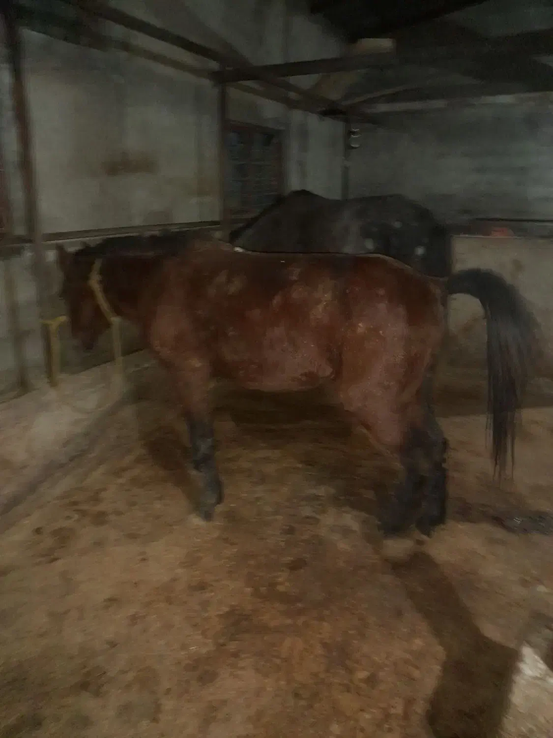 اسب کاسپین نریان باری سواری|اسب و تجهیزات اسبسواری|رویان, |دیوار