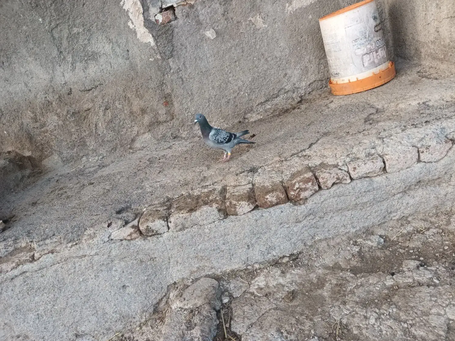 دوبر ماده|پرنده|اردبیل, |دیوار