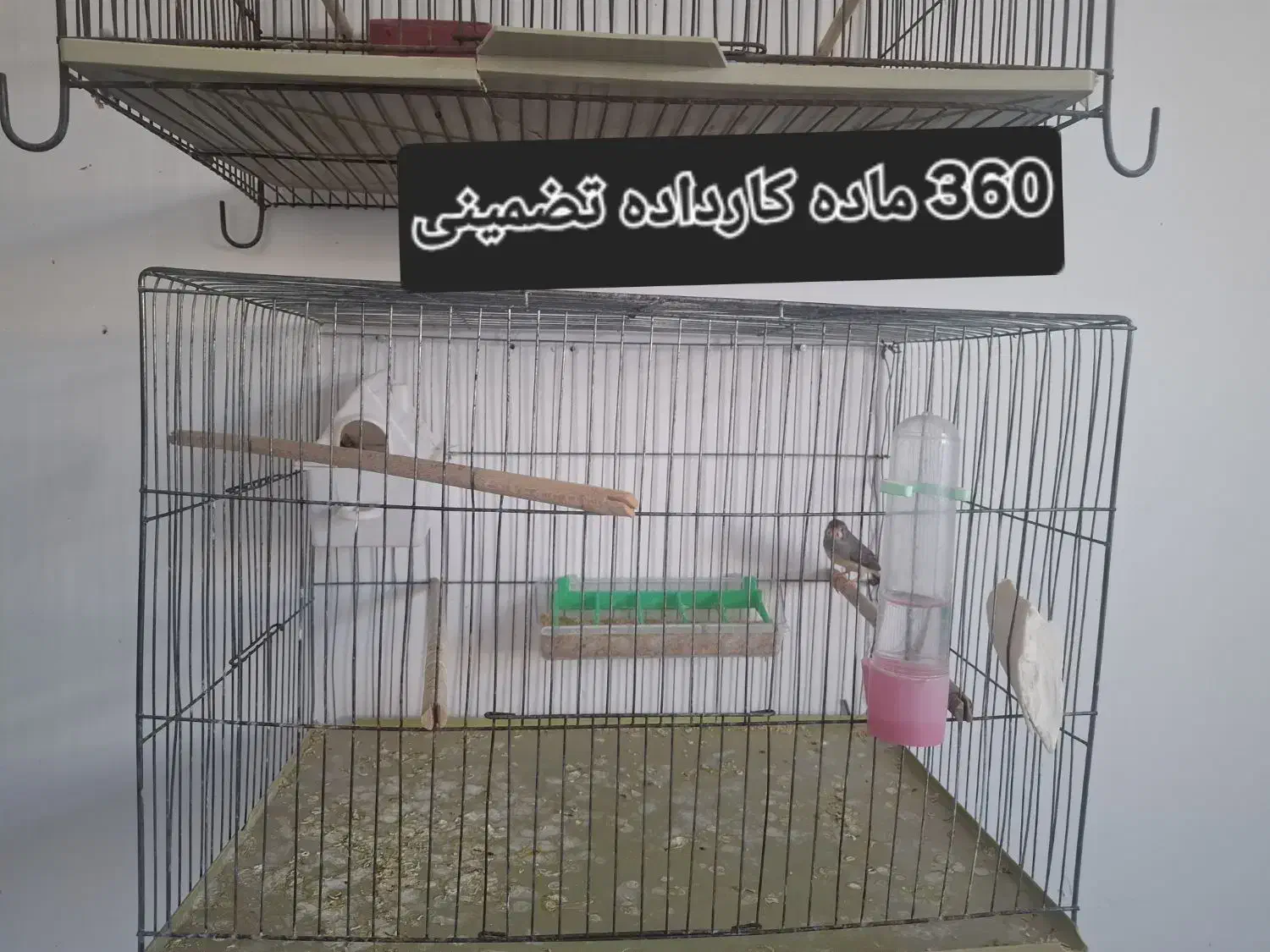 فروش فنچ زبرا کینگ اورج و گلدین|پرنده|ساوه, |دیوار