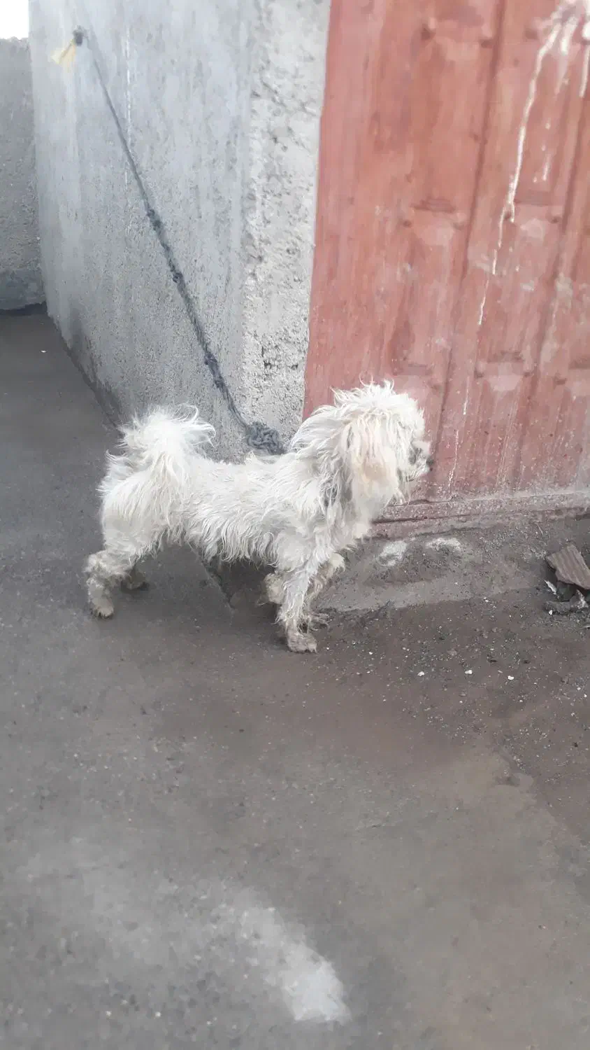 سگ سفید پاکوتاه|سگ|گرگان, |دیوار