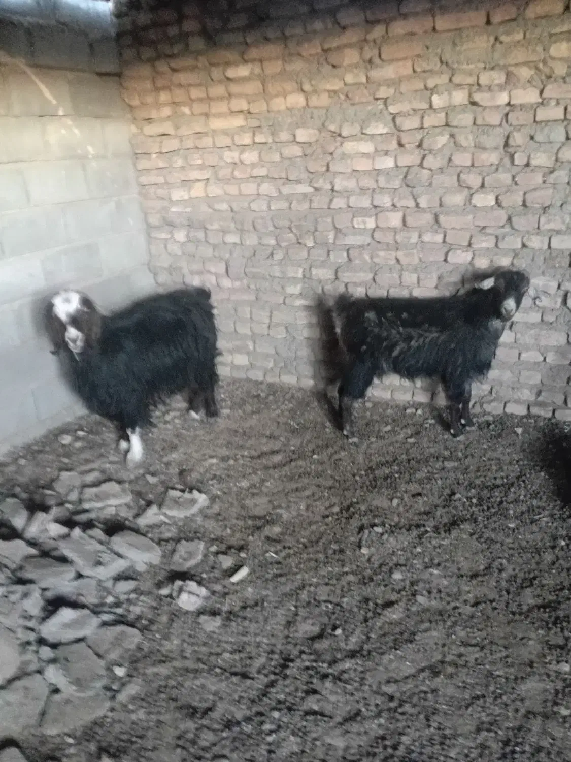 دوتابز|حیوانات مزرعه|گناباد, |دیوار