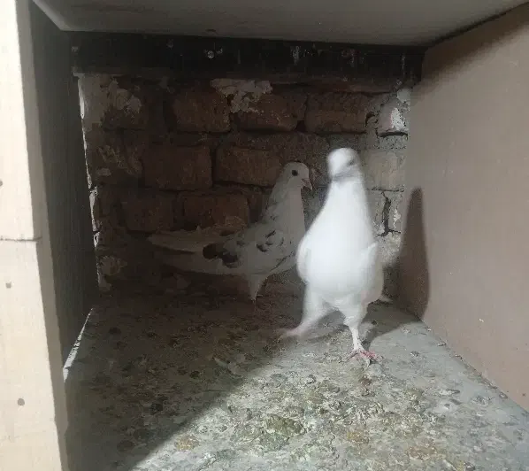 کبوتر پرشی|پرنده|کرج, اسلام‌آباد|دیوار