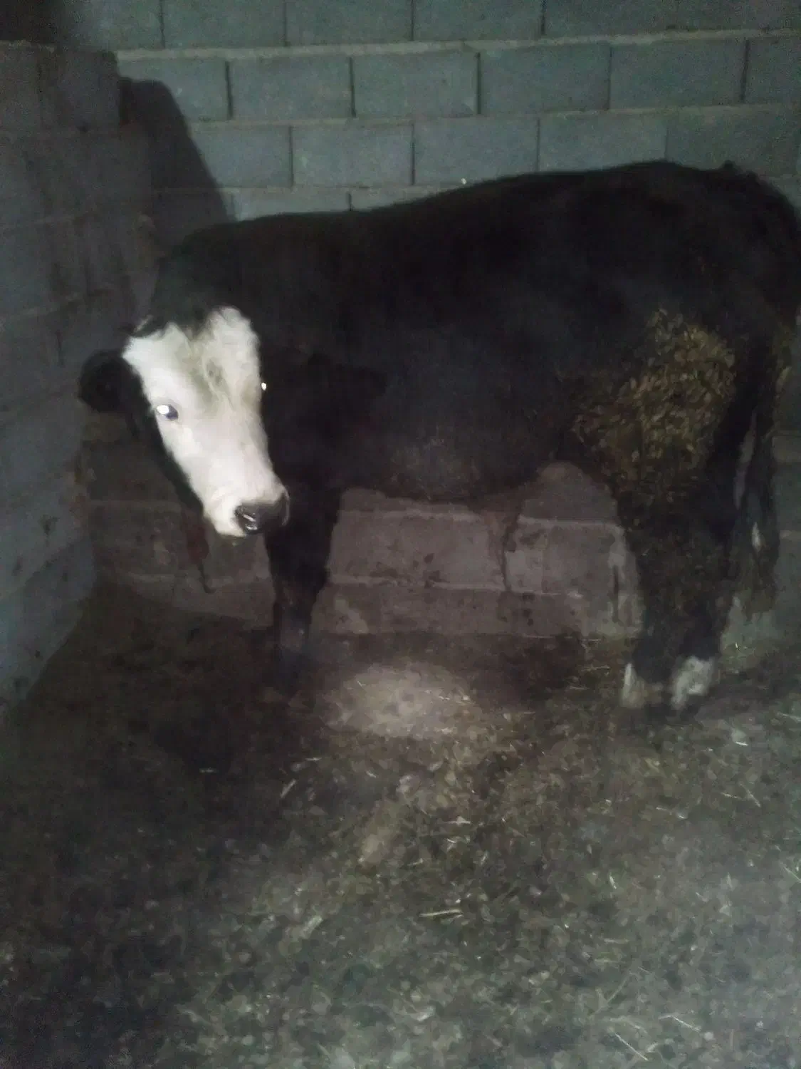 گوساله سمینتال نر|حیوانات مزرعه|عجب شیر, |دیوار