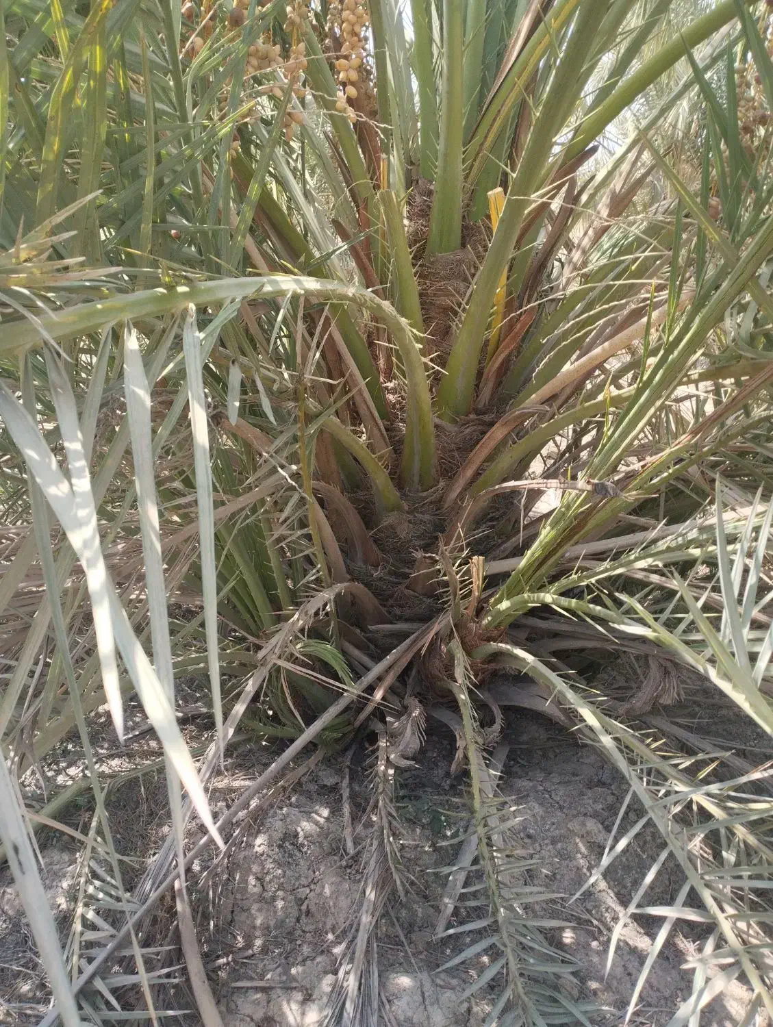 فروش نخل برجی ۲۰ کیلو به بالا شرطی|گل و گیاه طبیعی|باوی, |دیوار