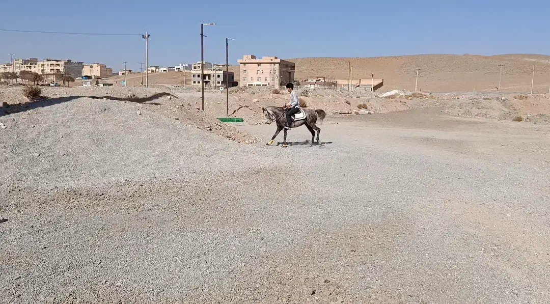 کره مادیان|اسب و تجهیزات اسب‌سواری|بن, |دیوار