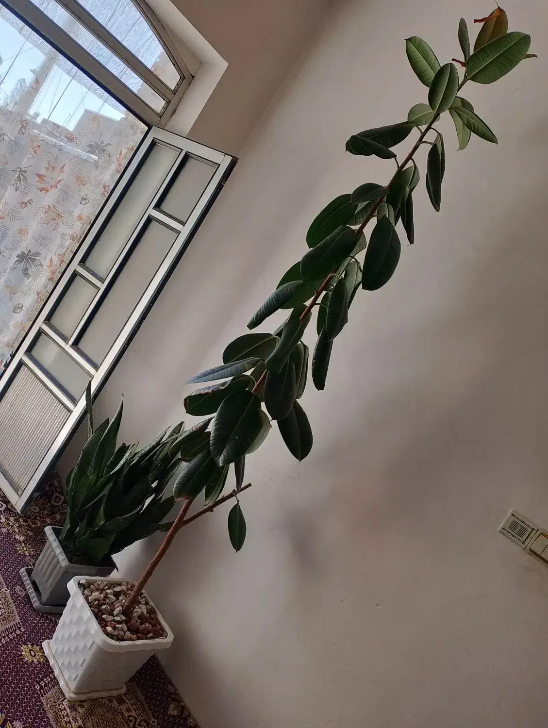 گل فیکوس|گل و گیاه طبیعی|سلماس, |دیوار