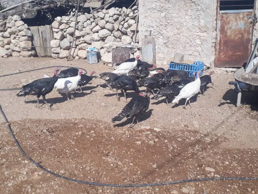 بوقلمون باقیمت مناسب|حیوانات مزرعه|بهبهان, |دیوار