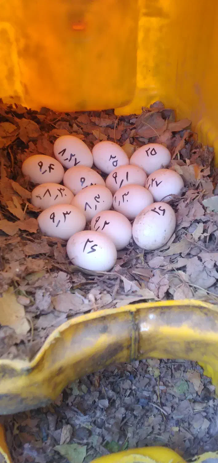۱۴عدد تخم مرغ نطفه دار گلین و ۴تا طاقچه|حیوانات مزرعه|مشهد, نوید|دیوار
